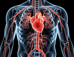 Kardiyolog uyardı: Mucizevi bir besin ve karışım yok