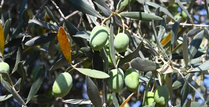 Bursa’da 1500 yıllık zeytin ağacı görenleri hayran bıraktı! Asırlara meydan okuyan ‘canlı tarih’