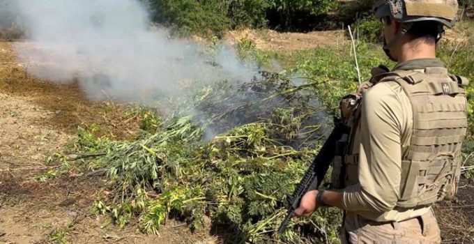 Diyarbakır’da 217 bin 608 kök kenevir ve skunk ele geçirildi