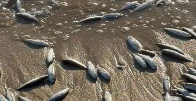 Muğla Milas’ta toplu balık ölümleri! İnceleme başlatıldı