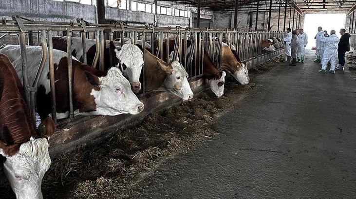 Şap alarmı! Vakalar artış gösterince kentte hayvan pazarı kapatıldı