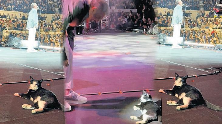 Altun’un kedi fanı