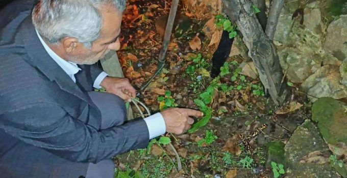 Bitlis’te bir evin bahçesinde ortaya çıktılar! Peş peşe 3 tane görüldü