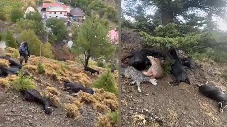 Kahramanmaraş’ta sürüye yıldırım düştü: 20 keçi telef oldu