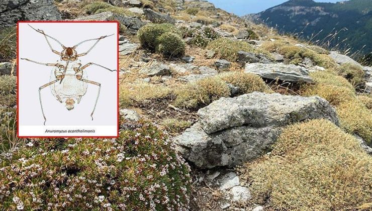‘Kardikeni’ üzerinde yaşıyor: Kaz Dağları’nda dünya literatürüne giren keşif