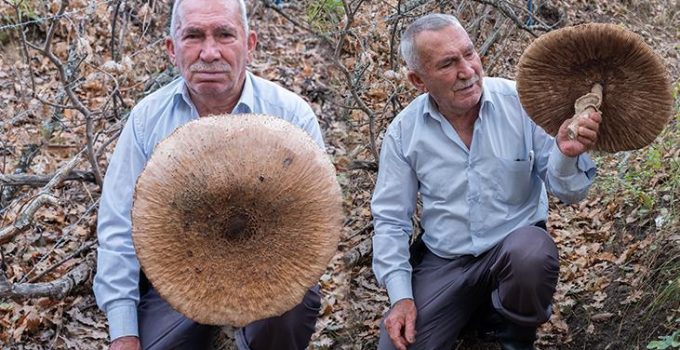 Ormanda görünce şaştı kaldı! Dev şemsiye mantarının boyu 40 santimetreye yaklaştı, sepete sığmadı