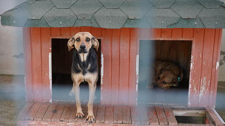 Yangında kurtarılan köpekler yuva bekliyor